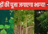 नौकरी में बनेंगे प्रमोशन के योग, कई बीमारियों से भी मिलेगा छुटकारा! नियमित रूप से करें 5 तरह के पेड़ों की पूजा