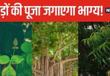 नौकरी में बनेंगे प्रमोशन के योग, कई बीमारियों से भी मिलेगा छुटकारा! नियमित रूप से करें 5 तरह के पेड़ों की पूजा