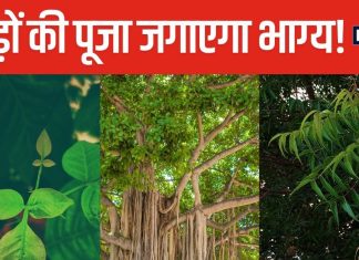 नौकरी में बनेंगे प्रमोशन के योग, कई बीमारियों से भी मिलेगा छुटकारा! नियमित रूप से करें 5 तरह के पेड़ों की पूजा
