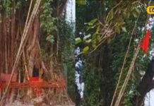पीपल के पेड़ के नीचे ब्रह्मबाबा की क्यों होती है पूजा? बिहार के गांवों से…