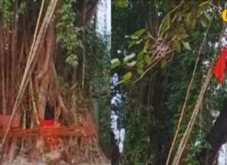 पीपल के पेड़ के नीचे ब्रह्मबाबा की क्यों होती है पूजा? बिहार के गांवों से…