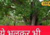 पीपल के पेड़ को घर, आंगन या दरवाजे पर क्यों नहीं लगाते, क्या पड़ता है असर? जानें पूजा करने का महत्व