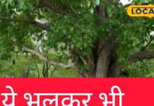 पीपल के पेड़ को घर, आंगन या दरवाजे पर क्यों नहीं लगाते, क्या पड़ता है असर? जानें पूजा करने का महत्व