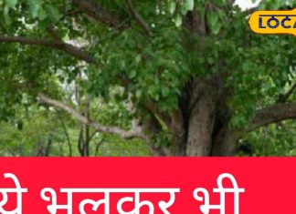 पीपल के पेड़ को घर, आंगन या दरवाजे पर क्यों नहीं लगाते, क्या पड़ता है असर? जानें पूजा करने का महत्व