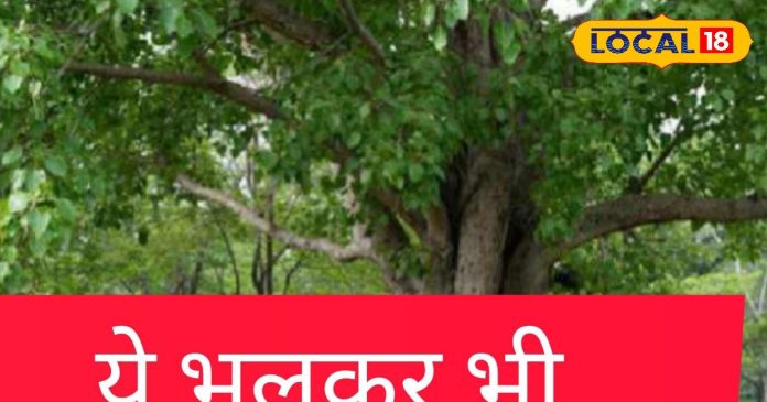 पीपल के पेड़ को घर, आंगन या दरवाजे पर क्यों