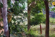 महाराजगंज के रहस्यमयी पोखरे में छिपी है पंचमुखी नाग की कहानी, जानिए