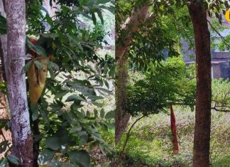 महाराजगंज के रहस्यमयी पोखरे में छिपी है पंचमुखी नाग की कहानी, जानिए