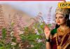 माघ महीने में तुलसी पूजा में न करें ये गलतियां, मां लक्ष्मी हो जाएंगी नाराज