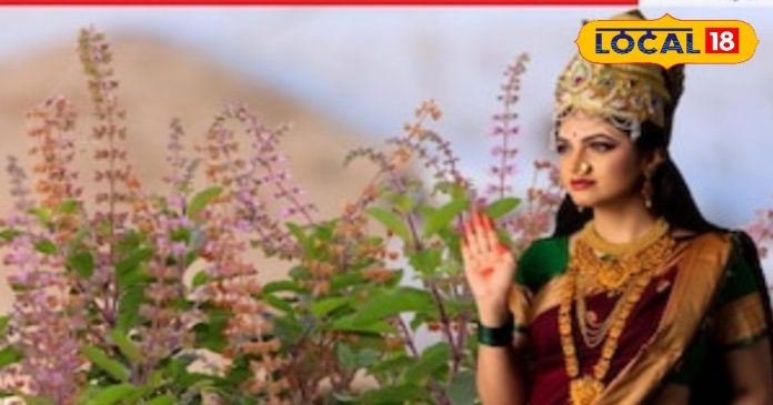 माघ महीने में तुलसी पूजा में न करें ये गलतियां,