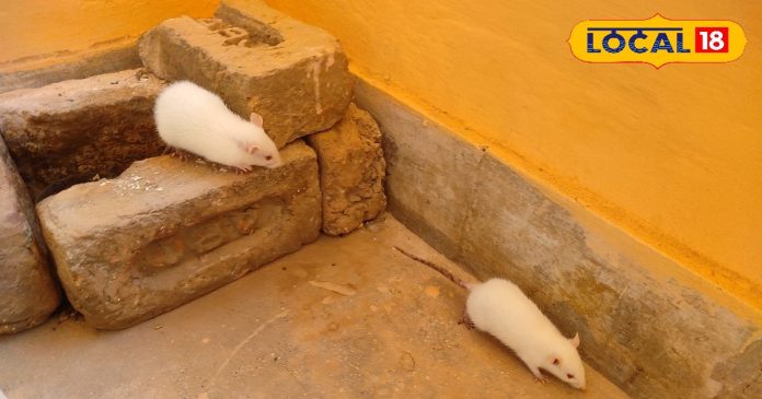 राजस्थान का अनोखा मंदिर, सफेद चूहे भक्तों की मनोकामना करते