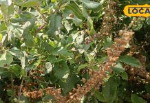 लाल कपड़े और तुलसी के पौधे से करें ये 4 उपाय, रुपयों से हमेशा भरी रहेगी तिजोरी