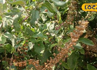 लाल कपड़े और तुलसी के पौधे से करें ये 4 उपाय, रुपयों से हमेशा भरी रहेगी तिजोरी