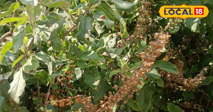 लाल कपड़े और तुलसी के पौधे से करें ये 4