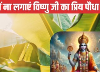 विष्णु जी को प्रिय ये पौधा, घर में लगाने की ना करें गलती वरना रूठ जाएंगी मां लक्ष्मी