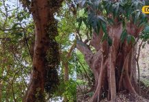 सदियों पुराना या कुछ और? महराजगंज के इस पेड़ का रहस्य कर देगा हैरान! जानें