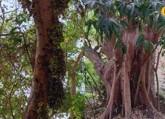 सदियों पुराना या कुछ और? महराजगंज के इस पेड़ का रहस्य कर देगा हैरान! जानें