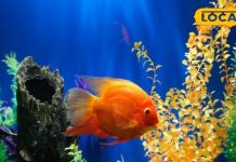 सावधान! क्या आप भी घर में रखना चाहते हैं एक्वेरियम, तो भूलकर भी न करें ये गलती, पलभार में हो जाएंगे कंगाल