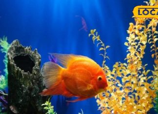 सावधान! क्या आप भी घर में रखना चाहते हैं एक्वेरियम, तो भूलकर भी न करें ये गलती, पलभार में हो जाएंगे कंगाल