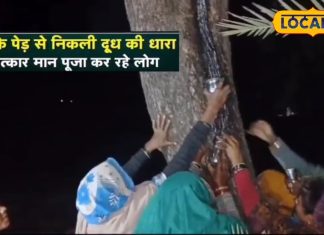 ‘हनुमान जी का है चमत्कार’, बरसों पुराना पेड़ अचानक देने लगा दूध, बर्तन भरकर घर ले जाने लगे लोग! कहा…