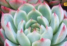 ये चमत्कारी पौधा है सुख-समृद्धि का द्वार! चमका देगा किस्मत, खत्म होंगे क्लेश