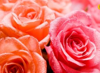 वैलेंटाइन पर सिर्फ प्यार नहीं, सेहत भी देगा गुलाब, जानें इसके 8 चौंकाने…