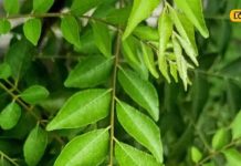 рд░реЛрдЬрд╛рдирд╛ рдЪрдмрд╛рдПрдВ рд░рд╕реЛрдИ рдореЗрдВ рдореМрдЬреВрдж рдпреЗ рд╣рд░реЗ рдкрддреНрддреЗ, рд╢реБрдЧрд░ рд╕реЗ рд▓реЗрдХрд░ рдХреЛрд▓реЗрд╕реНрдЯреНрд░реЙрд▓ рддрдХ рдХреЛ рдХрдо рдХрд░рдиреЗ рдореЗрдВ рд╣реИ рдХрд╛рд░рдЧрд░ тАУ Bharat.one рд╣рд┐рдВрджреА