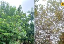 अगर घर के बाहर लगा रखे हैं ये 2 पौधे, तो अभी उखाड़ फेंके