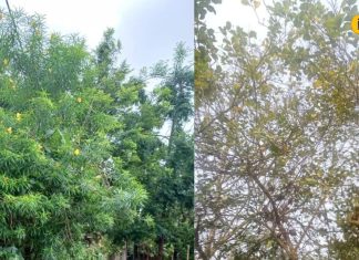 अगर घर के बाहर लगा रखे हैं ये 2 पौधे, तो अभी उखाड़ फेंके