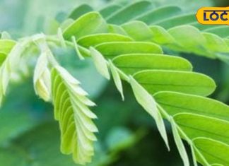 एंटी-बैक्टीरियल गुणों से भरपूर होते हैं ये पत्ते, ब्लड शुगर नियंत्रित करने में करे मदद – Bharat.one हिंदी