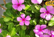 ये पौधा मधुमेह, कैंसर और ब्लड प्रेशर में उपयोगी, पत्तियां त्वचा रोगों के लिए रामबाण – Bharat.one हिंदी