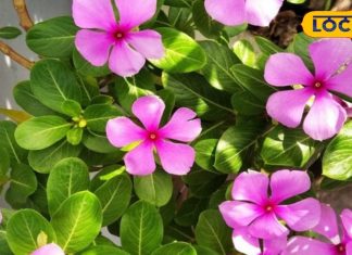 ये पौधा मधुमेह, कैंसर और ब्लड प्रेशर में उपयोगी, पत्तियां त्वचा रोगों के लिए रामबाण – Bharat.one हिंदी