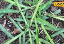 कब्ज और पाचन समस्याओं में उपयोगी है यह घास, इम्युनिटी बढ़ाए, बीमारी को भगाए कोसो दूर! – Bharat.one हिंदी