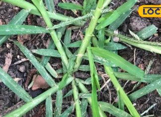 कब्ज और पाचन समस्याओं में उपयोगी है यह घास, इम्युनिटी बढ़ाए, बीमारी को भगाए कोसो दूर! – Bharat.one हिंदी