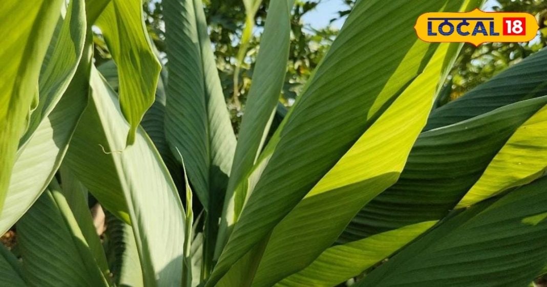 इस औषधि के पत्ते सूजन और जोड़ों के दर्द में उपयोगी, पाचन तंत्र के लिए भी फायदेमंद – Bharat.one हिंदी