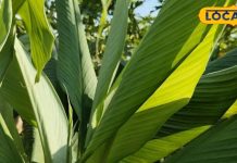 इस औषधि के पत्ते सूजन और जोड़ों के दर्द में उपयोगी, पाचन तंत्र के लिए भी फायदेमंद – Bharat.one हिंदी