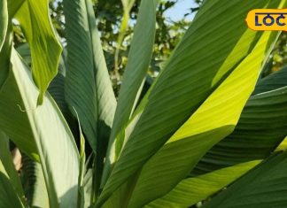 इस औषधि के पत्ते सूजन और जोड़ों के दर्द में उपयोगी, पाचन तंत्र के लिए भी फायदेमंद – Bharat.one हिंदी