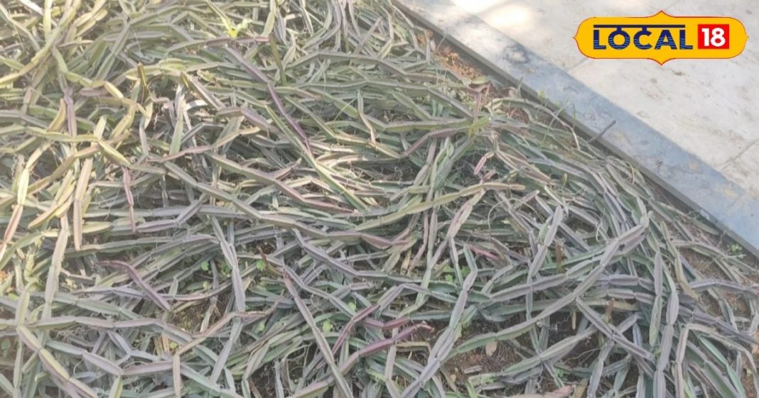 औषधीय गुणों का खजाना है ये नागिन पौधा, हड्डी दर्द के लिए रामबाण इलाज; जानें उपयोग का तरीका – Bharat.one हिंदी