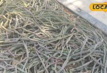 औषधीय गुणों का खजाना है ये नागिन पौधा, हड्डी दर्द के लिए रामबाण इलाज; जानें उपयोग का तरीका – Bharat.one हिंदी