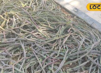 औषधीय गुणों का खजाना है ये नागिन पौधा, हड्डी दर्द के लिए रामबाण इलाज; जानें उपयोग का तरीका – Bharat.one हिंदी