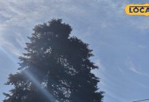 गजब! 1 हजार साल तक जीवित रह सकता है ये पेड़, मृत आत्माओं को देता शांति