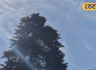 गजब! 1 हजार साल तक जीवित रह सकता है ये पेड़, मृत आत्माओं को देता शांति