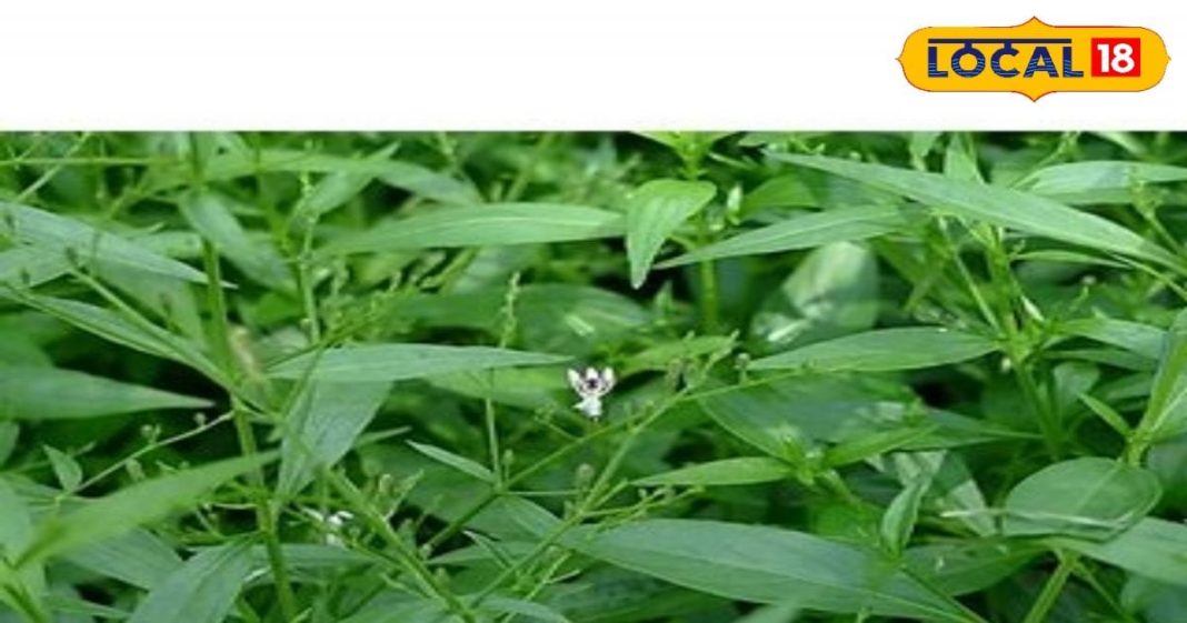 ये पौधा जोड़ों के दर्द और अस्थमा में लाभदायक, आयरन और एंटीऑक्सिडेंट से है भरपूर – Bharat.one हिंदी