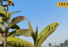 बालों के लिए रामबाण अमरूद के पत्ते, एक बार ऐसे करें इस्तेमाल – Bharat.one हिंदी