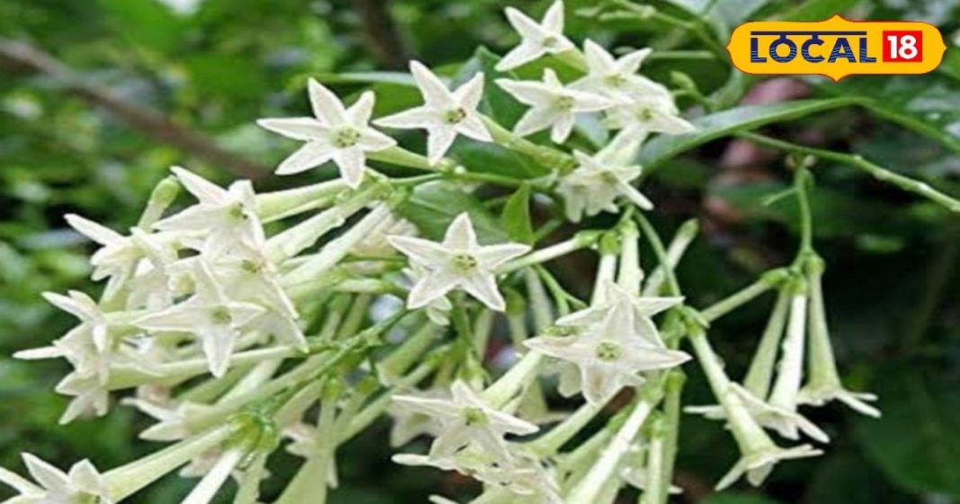 यह साधारण फूल औषधीय गुणों से भरपूर, स्ट्रेस-एंजाइटी को करता है दूर