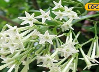 यह साधारण फूल औषधीय गुणों से भरपूर, स्ट्रेस-एंजाइटी को करता है दूर