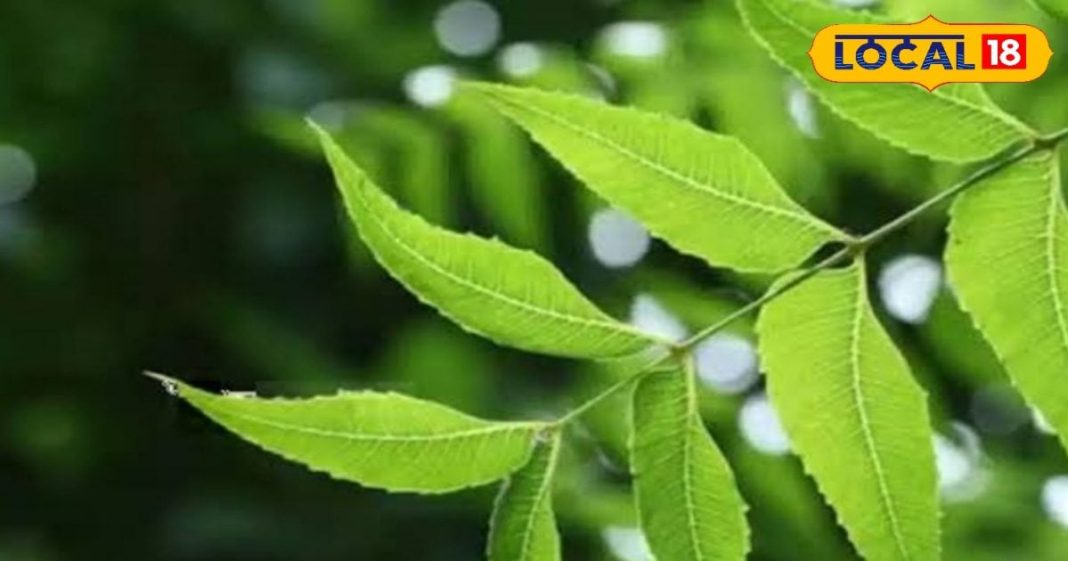 प्रेगनेंसी में ये पत्तियां हैं बहुत फायदेमंद, इन सभी चीजों को कर देगा कंट्रोल – Bharat.one हिंदी