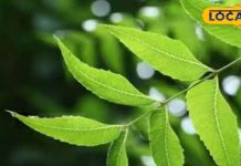 प्रेगनेंसी में ये पत्तियां हैं बहुत फायदेमंद, इन सभी चीजों को कर देगा कंट्रोल – Bharat.one हिंदी