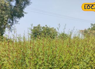 अंग्रेजी दवाईयों को टक्कर दे सकती है ये भाजी! शरीर में जमा जहर को कर देती है बाहर, इन बीमारियों का रामबाण इलाज