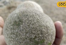 अनार-सेव नहीं, गर्भवती महिलाओं का फेवरेट है ये फल, सेहत के लिए भी रामबाण!