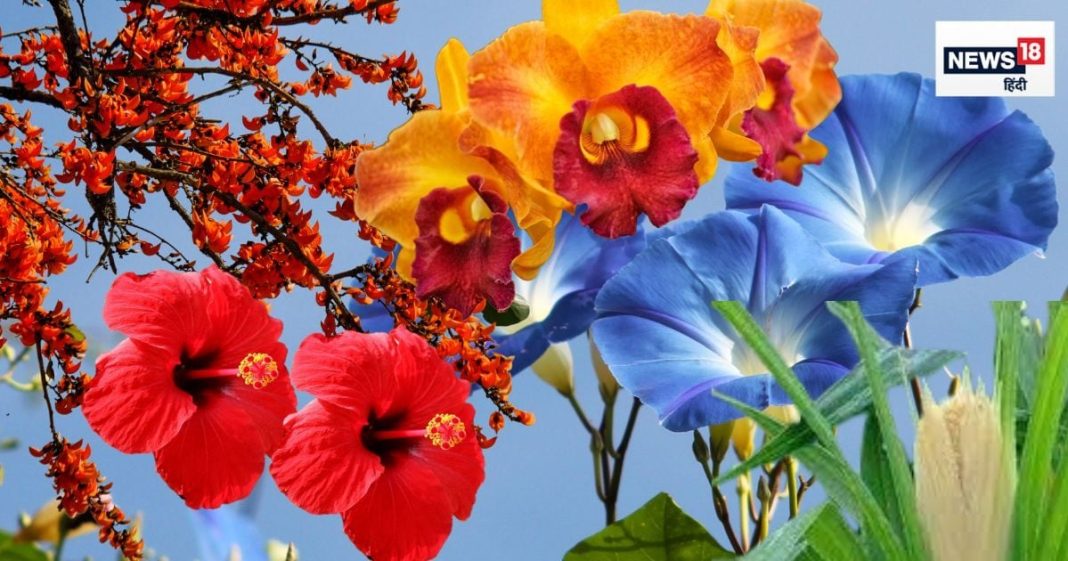 सेहत और सौंदर्य दोनों पर संजीवनी की तरह असर करते हैं ये 5 फूल, दवाइयों से भी बढ़कर हैं गुणी, शरीर के हर अंग पर असर